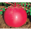 Red Round Delicious Radish Seeds Turnip Seeds For Planting
